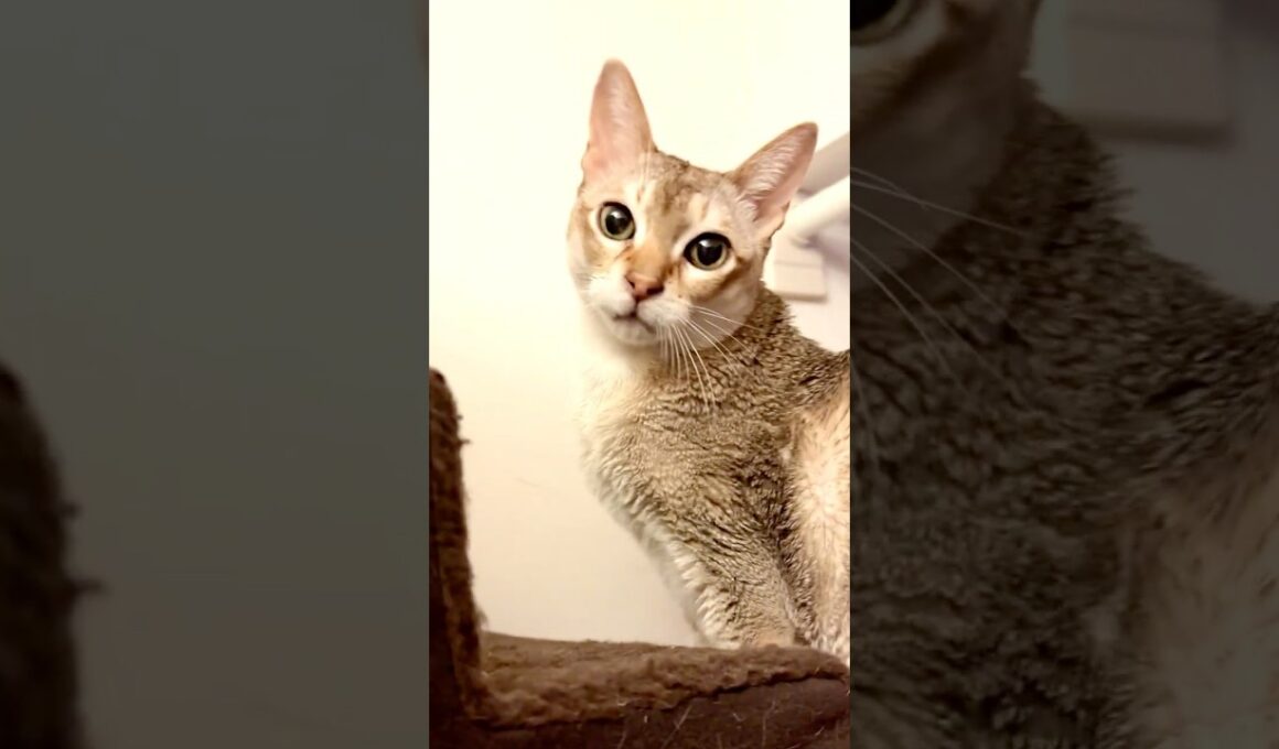 大きな声で何か話しかけてくるシンガプーラなのにゃ♪ #cat #シンガプーラ#singapura