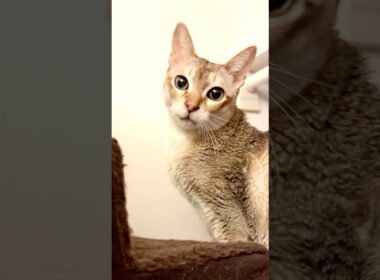 大きな声で何か話しかけてくるシンガプーラなのにゃ♪ #cat #シンガプーラ#singapura