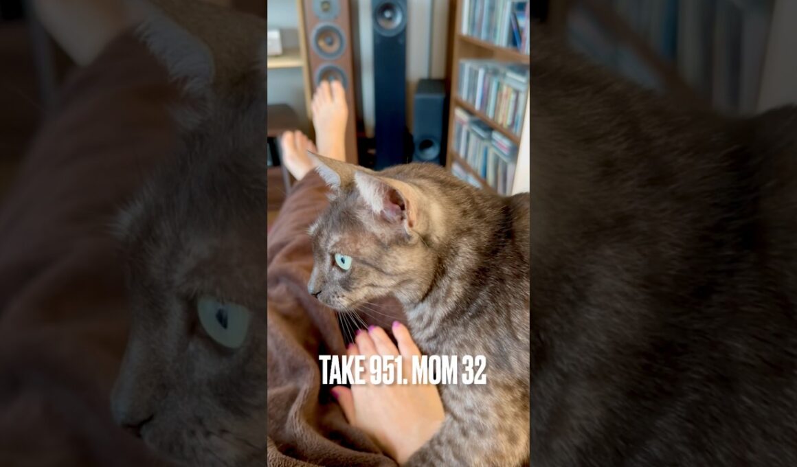 #ママの膝の上 で寝たいけど #呼ばれるまで待機 #至福のひととき❤️ #猫バカ #egyptianmaucat #エジプシャンマウ #エジプシャンマウスモーク #shorts