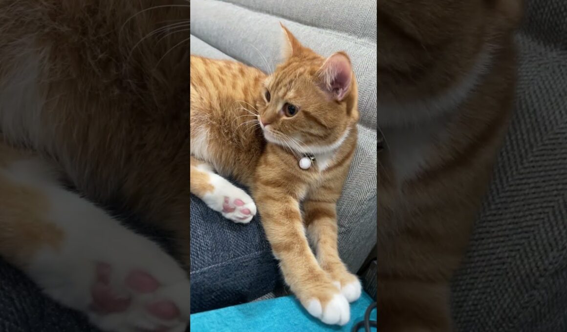 #ごまむぎちゃんねる #マンチカン #ショートレッグ #ロングレッグ #猫