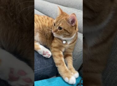 #ごまむぎちゃんねる #マンチカン #ショートレッグ #ロングレッグ #猫
