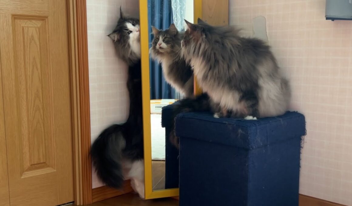 【好奇心旺盛✨】後先考えず突き進む、もふ猫たちwwwノルウェージャンフォレストキャットとターキッシュアンゴラ