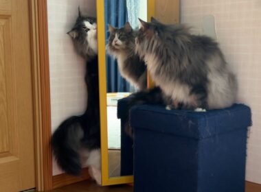 【好奇心旺盛✨】後先考えず突き進む、もふ猫たちwwwノルウェージャンフォレストキャットとターキッシュアンゴラ