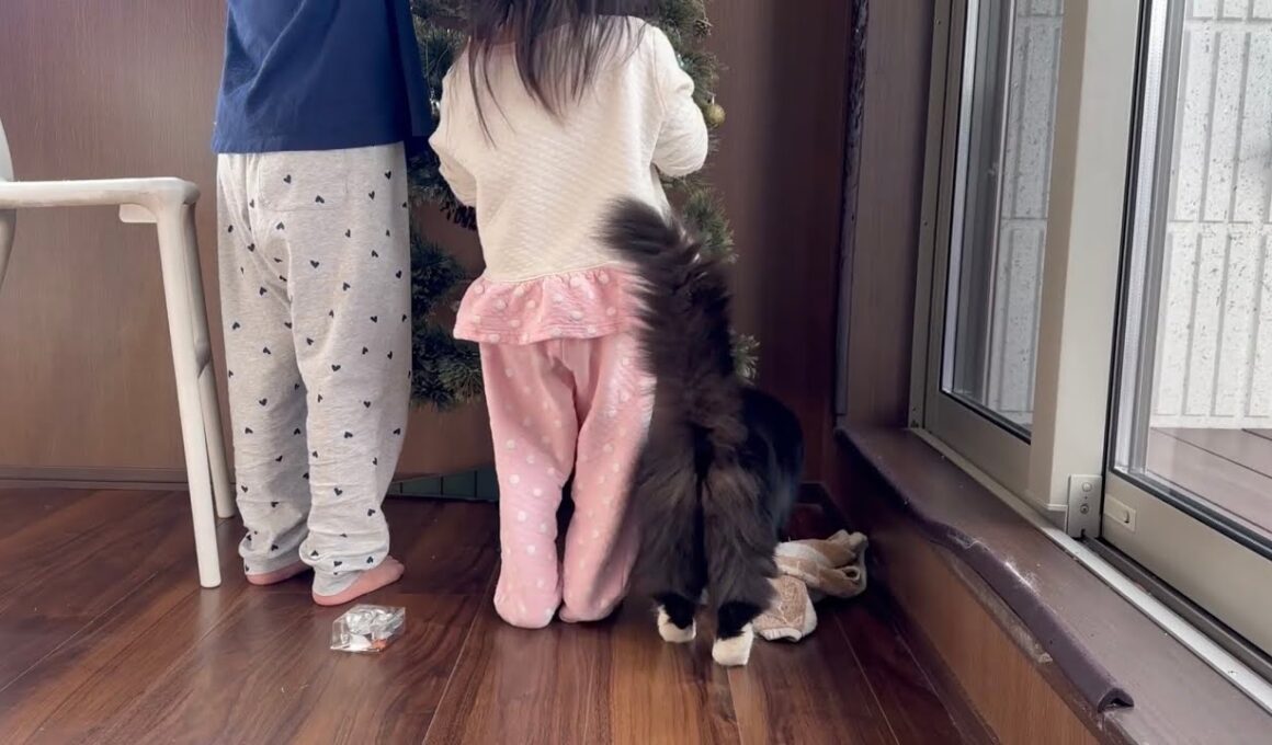 ツリーの飾り付けを待つ猫と飾りを取る猫　ラガマフィン　サイベリアンA cat waiting to decorate the tree. Ragamuffin. Siberian