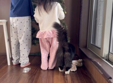 ツリーの飾り付けを待つ猫と飾りを取る猫　ラガマフィン　サイベリアンA cat waiting to decorate the tree. Ragamuffin. Siberian
