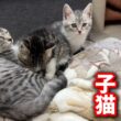 前代未聞⁈生後三ヶ月の子猫が母親になりました