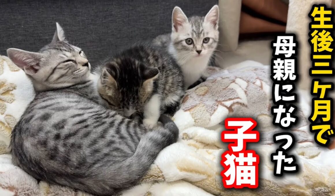 前代未聞⁈生後三ヶ月の子猫が母親になりました