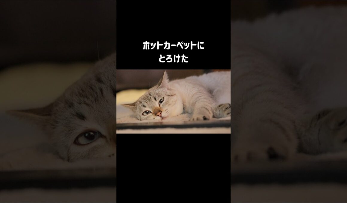 【元野良猫くうは寒がり】冬が来ると…ホットカーペットにとろけた｜猫団子の温かさも知り、仲良しの先住猫と引っ付いてヒーターの前から動けません