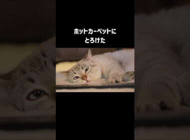 【元野良猫くうは寒がり】冬が来ると…ホットカーペットにとろけた｜猫団子の温かさも知り、仲良しの先住猫と引っ付いてヒーターの前から動けません