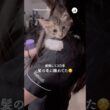 しがみつく保護子猫さん｜PECO