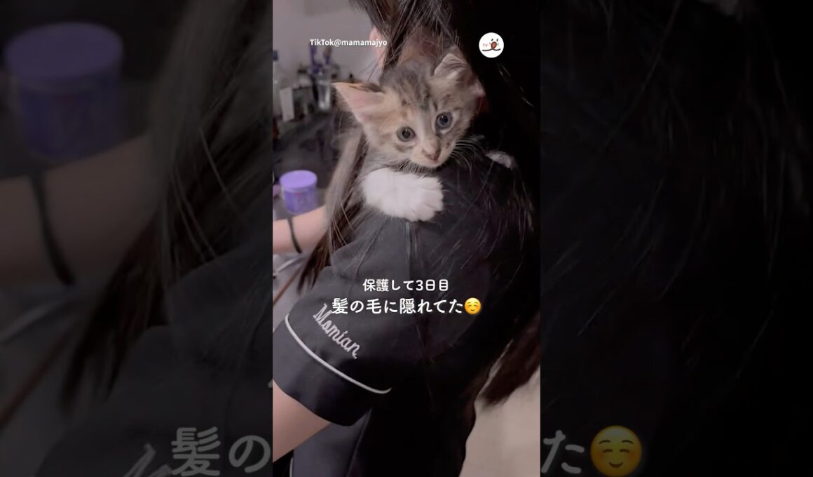 しがみつく保護子猫さん｜PECO