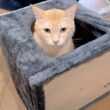 保護子猫たちの為に先輩猫ミルクくんとキャットタワーを組み立てた結果猫の手は借りない方がいいと思った