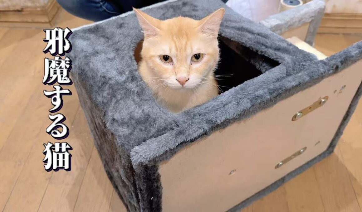 保護子猫たちの為に先輩猫ミルクくんとキャットタワーを組み立てた結果猫の手は借りない方がいいと思った