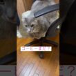 コーヒールンバ #ねこ動画 #アメリカンカール