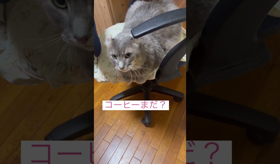 コーヒールンバ #ねこ動画 #アメリカンカール