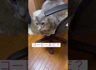 コーヒールンバ #ねこ動画 #アメリカンカール