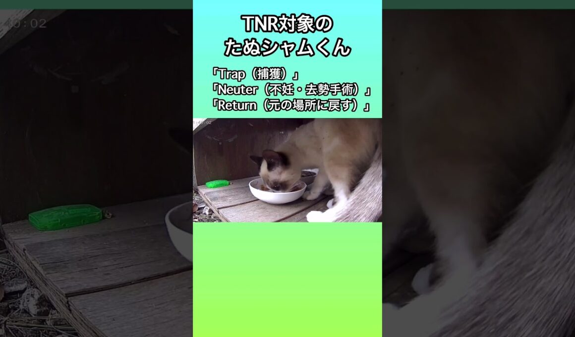 TNR対象である、たぬシャムくんがご飯を食べに来たよ。 #地域猫 #ネコ #野良猫