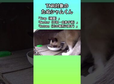TNR対象である、たぬシャムくんがご飯を食べに来たよ。 #地域猫 #ネコ #野良猫
