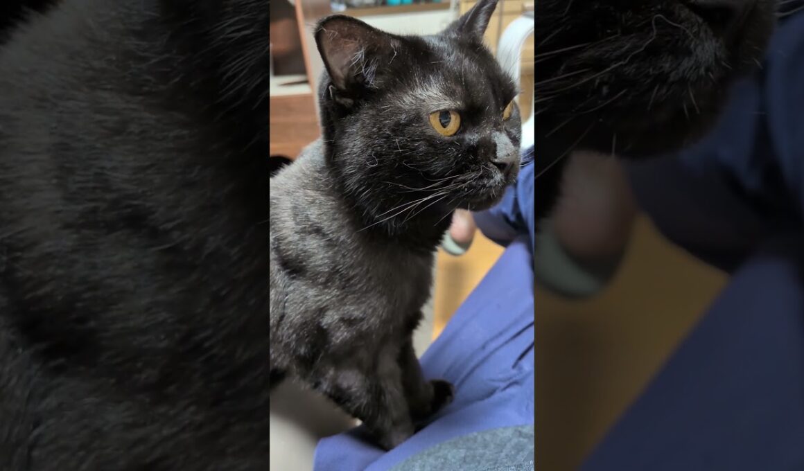 【猫】膝に乗るウー君(次男) 2025/08/22【ボンベイ】#shorts