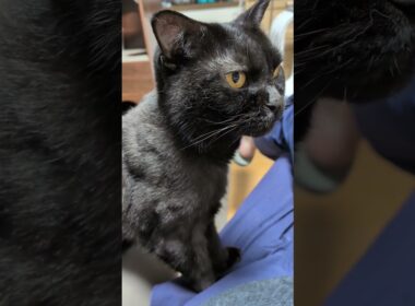 【猫】膝に乗るウー君(次男) 2025/08/22【ボンベイ】#shorts