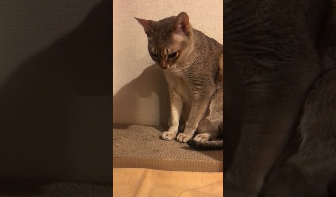 爪研ぎをしそうでしないシンガプーラなのにゃ♪