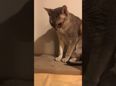 爪研ぎをしそうでしないシンガプーラなのにゃ♪