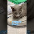 半分こ記念日❤️ #猫 #ロシアンブルー #猫のいる暮らし  #shorts
