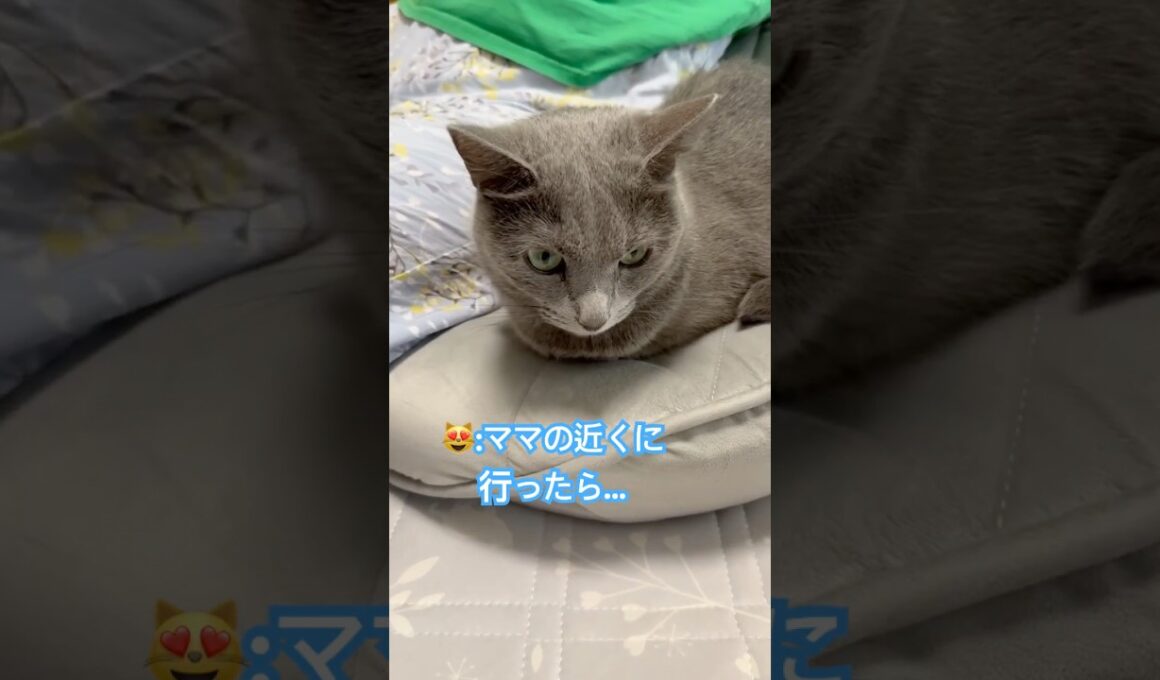 半分こ記念日❤️ #猫 #ロシアンブルー #猫のいる暮らし  #shorts