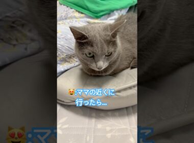 半分こ記念日❤️ #猫 #ロシアンブルー #猫のいる暮らし  #shorts