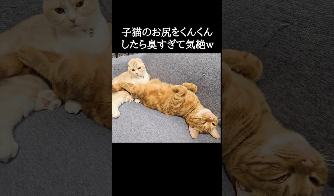 子猫のお尻をくんくんした結果こうなった...笑#shorts