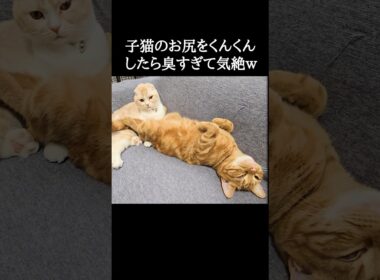 子猫のお尻をくんくんした結果こうなった...笑#shorts