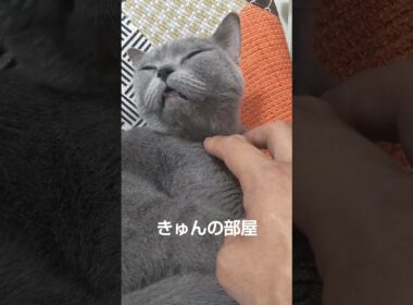 臭いんか#猫#ブリティッシュショートヘア#shorts
