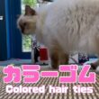 バーマン猫ラフ【カラーゴム】Colored hair ties（バーマン猫）Birman/Cat