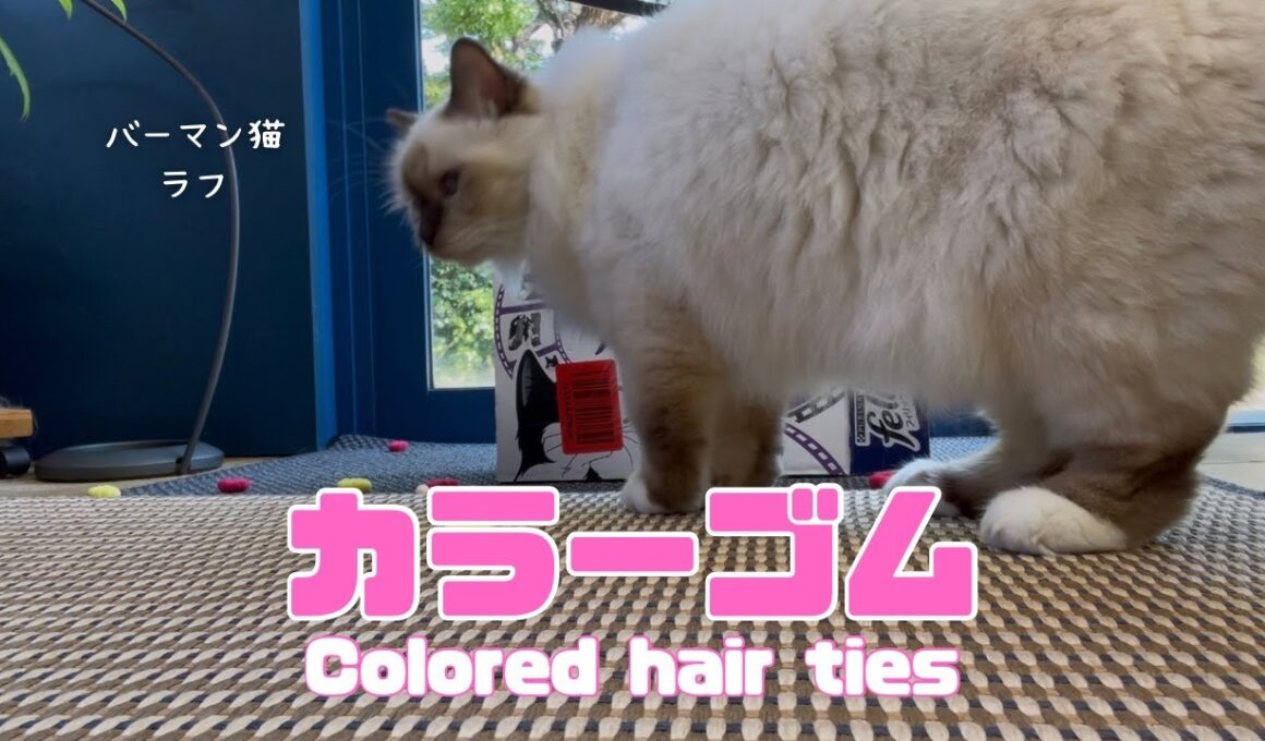 バーマン猫ラフ【カラーゴム】Colored hair ties（バーマン猫）Birman/Cat