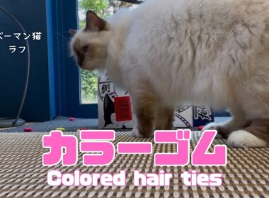バーマン猫ラフ【カラーゴム】Colored hair ties（バーマン猫）Birman/Cat