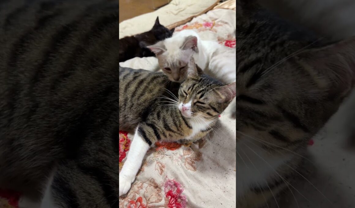 シャムの雫。キジシロのルルのネコジャラシ要求を阻止。雫「寝てたのに、起こしやがって」