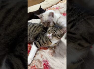 シャムの雫。キジシロのルルのネコジャラシ要求を阻止。雫「寝てたのに、起こしやがって」