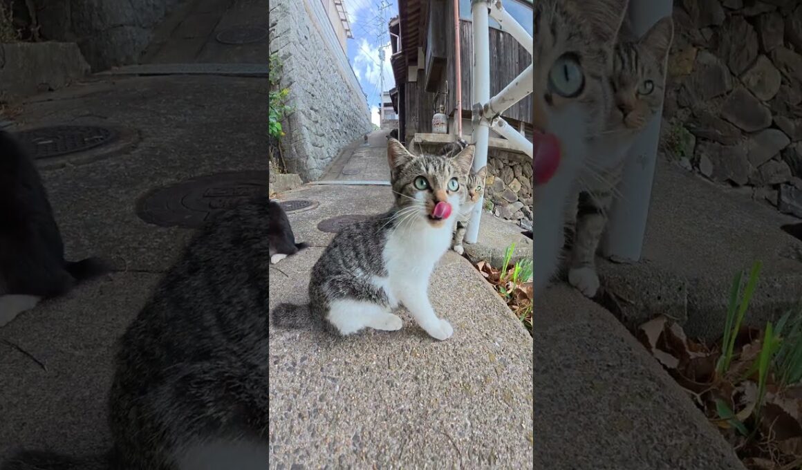 モフモフの子猫の兄弟がプロレス対決！？ #猫 #ねこ #cat