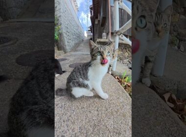 モフモフの子猫の兄弟がプロレス対決！？ #猫 #ねこ #cat