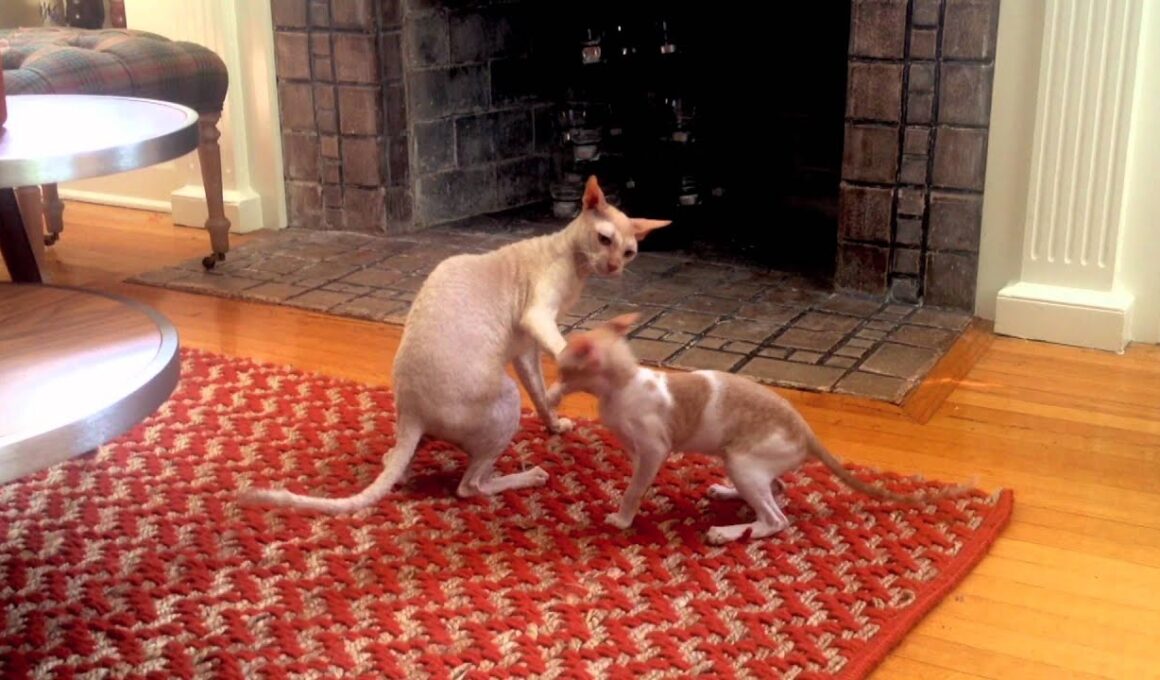 Cat Fight - Two Cornish Rex Cats Fighting
