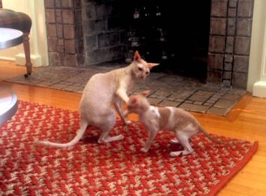 Cat Fight - Two Cornish Rex Cats Fighting