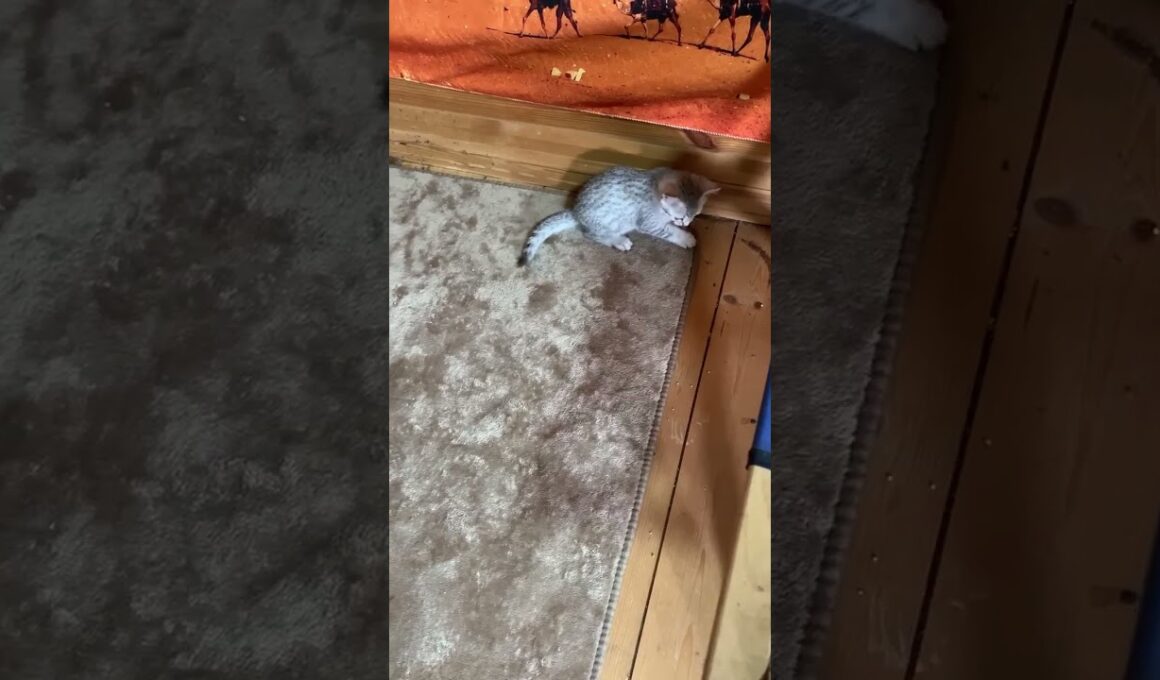 エジプシャンマウ子猫｜ナチュラルスポットもバランスも良い #cat #エジプシャンマウ #珍しい猫