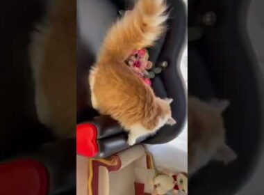 マンチカン 長足くん　レッド&ホワイト（セミロング〜ロング）