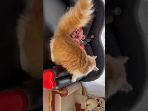 マンチカン 長足くん　レッド&ホワイト（セミロング〜ロング）