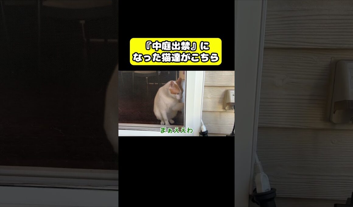 中庭出禁になった猫達　#猫 #おもしろ #アテレコ #ニャンチューバーつくし
