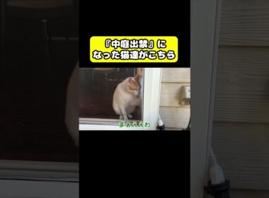 中庭出禁になった猫達　#猫 #おもしろ #アテレコ #ニャンチューバーつくし