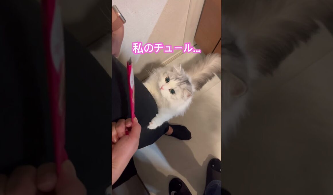 【チュール誤認事件】信じて疑わない子猫がかわいそ可愛い😹