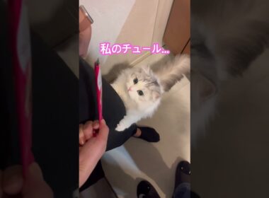 【チュール誤認事件】信じて疑わない子猫がかわいそ可愛い😹