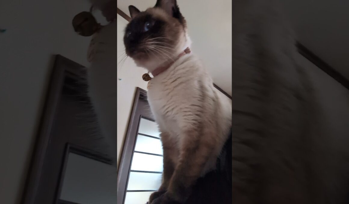 「おいらが行くしかねえな😼」シャム猫☆マロンちゃんの登場 #cat #catshorts #しゃむねこ #シャム猫