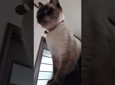 「おいらが行くしかねえな😼」シャム猫☆マロンちゃんの登場 #cat #catshorts #しゃむねこ #シャム猫